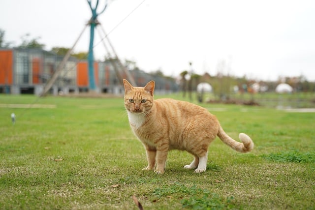 Kostenloser Download Katze Tierfeld Haustier Tabbykatze Kostenloses Bild, das mit dem kostenlosen Online-Bildeditor GIMP bearbeitet werden kann