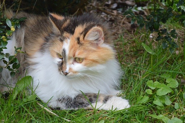 Muat turun percuma Cat Animal Garden - foto atau gambar percuma untuk diedit dengan editor imej dalam talian GIMP