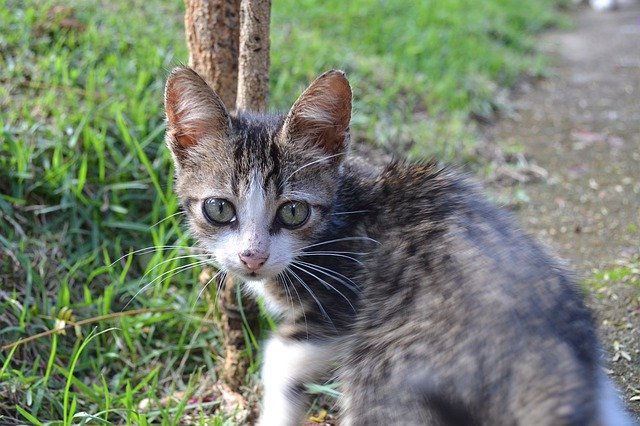 Free download Cat Animal Gray -  free photo or picture to be edited with GIMP online image editor