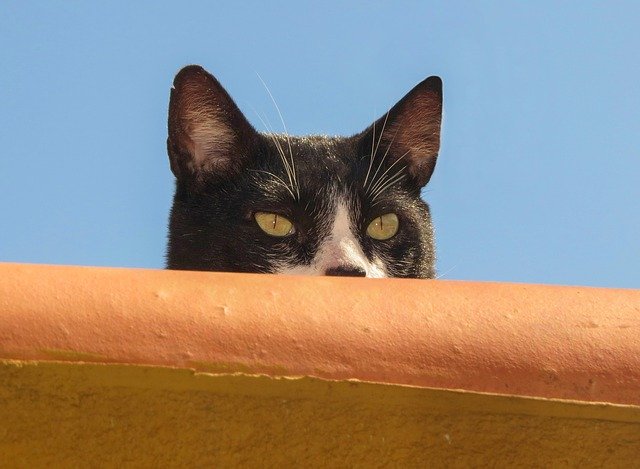 Free download Cat Animal Nature -  free photo or picture to be edited with GIMP online image editor
