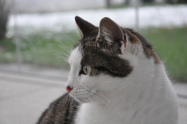 הורדה חינם של חתול חיה טבע חתול חיית מחמד תמונה בחינם לעריכה עם עורך תמונות מקוון בחינם של GIMP