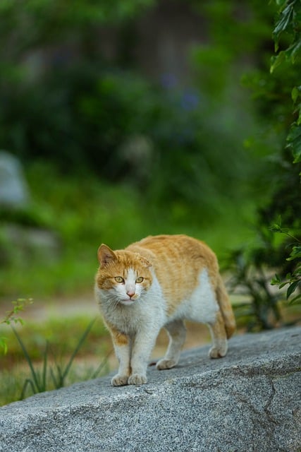 Free download cat animal nature portrait hair free picture to be edited with GIMP free online image editor