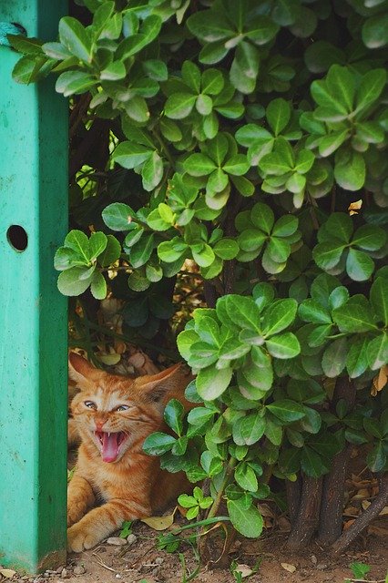 Download gratuito Cat Animal Orange: foto o immagine gratuita da modificare con l'editor di immagini online GIMP