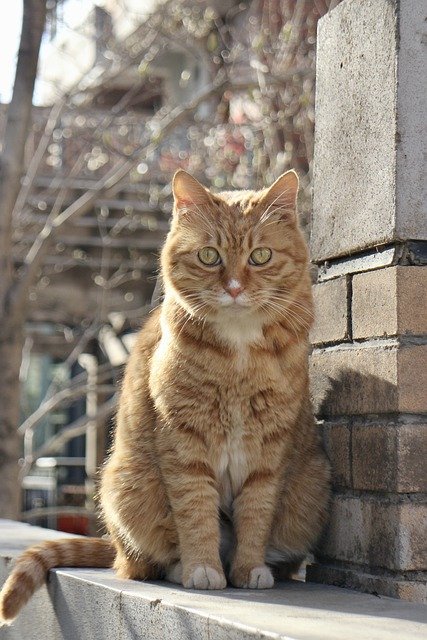 Free download cat animal outdoors feline pet free picture to be edited with GIMP free online image editor
