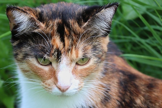 Free download cat animal pet calico cat eyes free picture to be edited with GIMP free online image editor