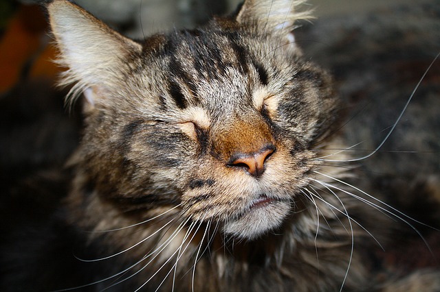 Descarga gratuita gato animal mascota gato cara maine coon imagen gratis para editar con GIMP editor de imágenes en línea gratuito