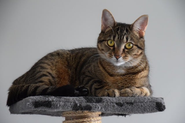Free download cat animal pet feline adorable free picture to be edited with GIMP free online image editor