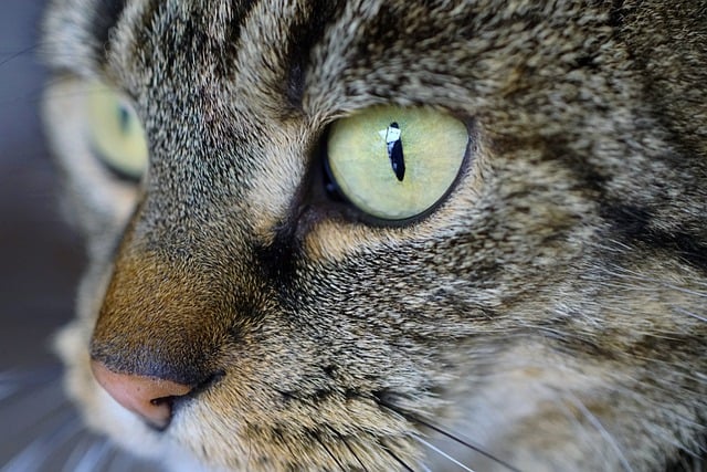 Free download cat animal pet feline close up free picture to be edited with GIMP free online image editor