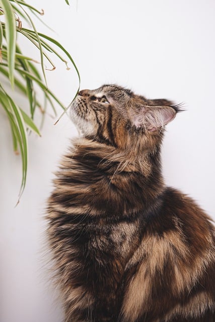 Free download cat animal pet feline kitty grass free picture to be edited with GIMP free online image editor