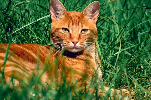 Free download cat animal pet feline nature free picture to be edited with GIMP free online image editor