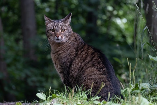 Free download cat animal pet forest nature free picture to be edited with GIMP free online image editor