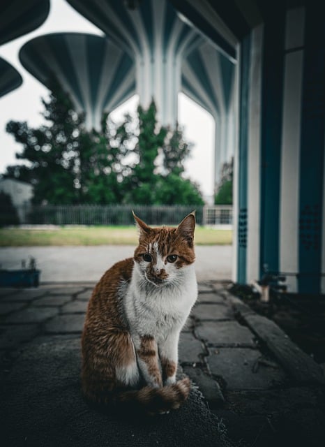 Bezpłatne pobieranie kot zwierzę zwierzę kotek kuwejt bezpłatne zdjęcie do edycji za pomocą bezpłatnego edytora obrazów online GIMP