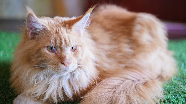 Unduh gratis gambar kucing hewan peliharaan orange maine coon gratis untuk diedit dengan editor gambar online gratis GIMP