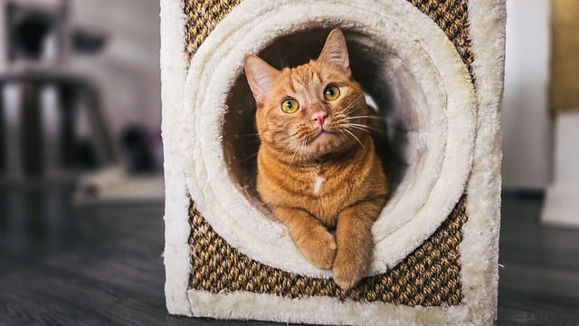 Free download cat animal pet puppy cute nature free picture to be edited with GIMP free online image editor