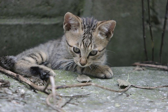 무료 다운로드 고양이 동물 애완 동물 World Of - 무료 사진 또는 GIMP 온라인 이미지 편집기로 편집할 사진