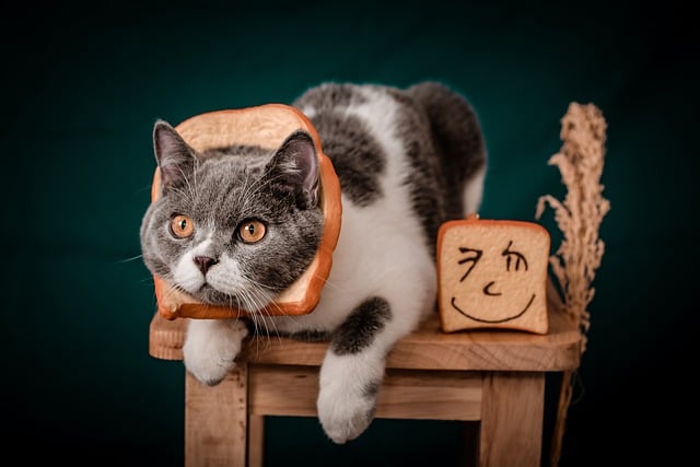 Free download cat animal photoshoot background free picture to be edited with GIMP free online image editor