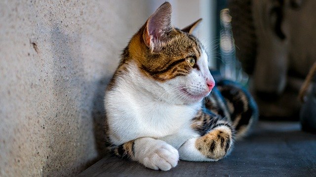 Download gratuito Cat Animal Portrait Of - foto o immagine gratuita da modificare con l'editor di immagini online di GIMP