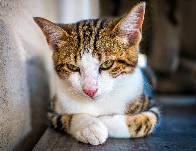 Muat turun percuma Cat Animal Portrait Of CatS - foto atau gambar percuma untuk diedit dengan editor imej dalam talian GIMP