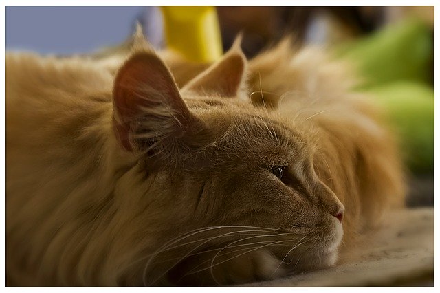 Download gratuito Cat Animals Cats - foto o immagine gratis da modificare con l'editor di immagini online di GIMP