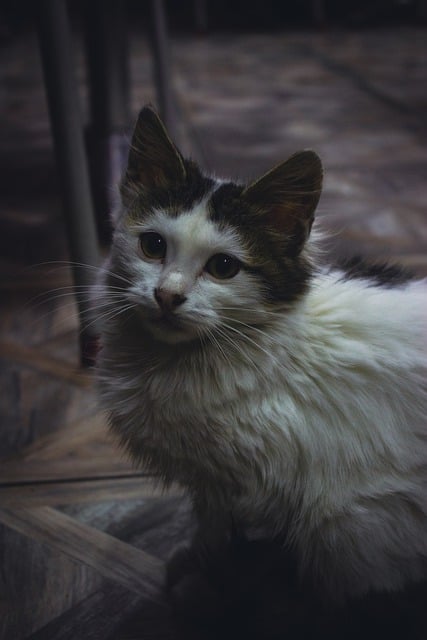 Free download cat animal scott cute free picture to be edited with GIMP free online image editor