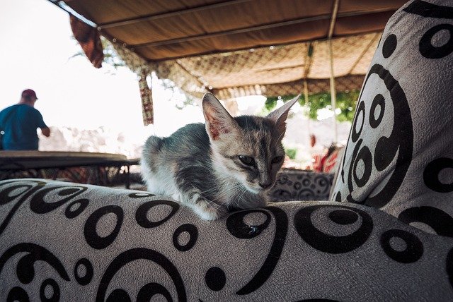 Unduh gratis Cat Animals Egypt - foto atau gambar gratis untuk diedit dengan editor gambar online GIMP