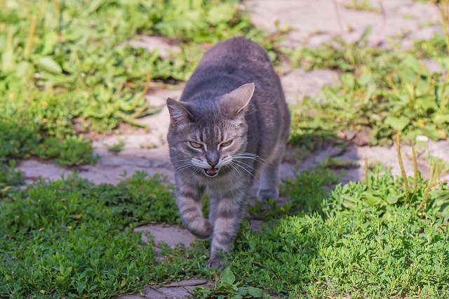 ดาวน์โหลดฟรี Cat Animals Kitten - ภาพถ่ายหรือรูปภาพฟรีที่จะแก้ไขด้วยโปรแกรมแก้ไขรูปภาพออนไลน์ GIMP