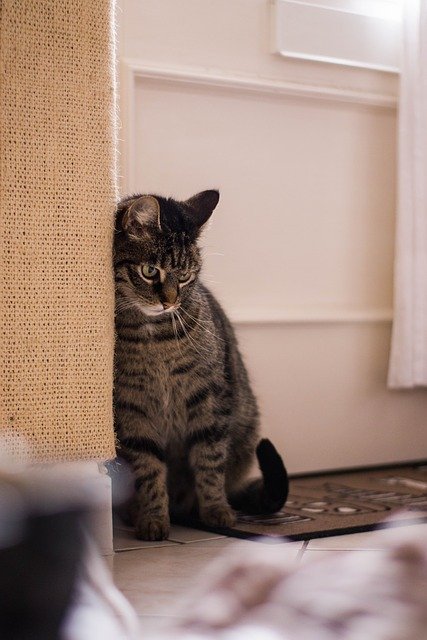Muat turun percuma Cat Animals Kitten Domestic - foto atau gambar percuma untuk diedit dengan editor imej dalam talian GIMP