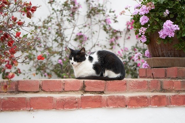 Unduh gratis Cat Animals Pet - foto atau gambar gratis untuk diedit dengan editor gambar online GIMP