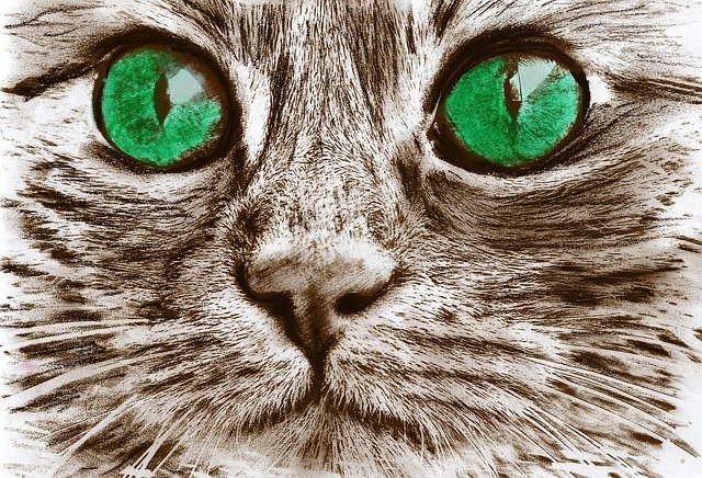 Descarga gratuita Cat Animals Portrait: foto o imagen gratuita para editar con el editor de imágenes en línea GIMP