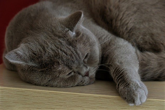 Gratis download Cat Animals Tiger - gratis foto of afbeelding om te bewerken met GIMP online afbeeldingseditor