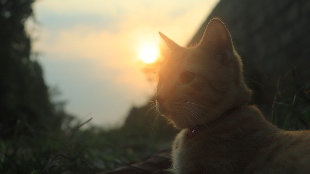 고양이 동물 일몰 무료 다운로드 - 김프 온라인 이미지 편집기로 편집할 무료 사진 또는 사진