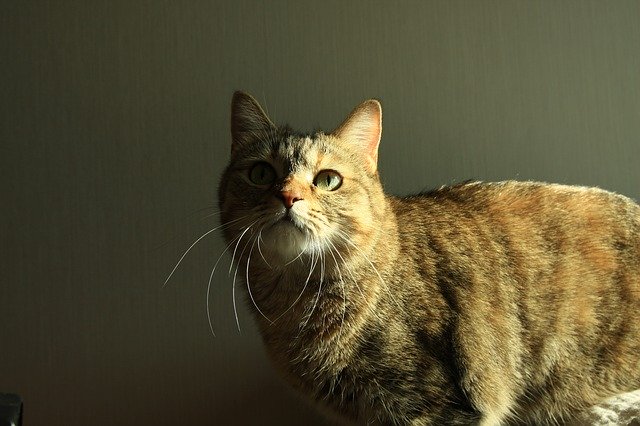 تنزيل Cat Animal The And - صورة مجانية أو صورة مجانية لتحريرها باستخدام محرر الصور عبر الإنترنت GIMP