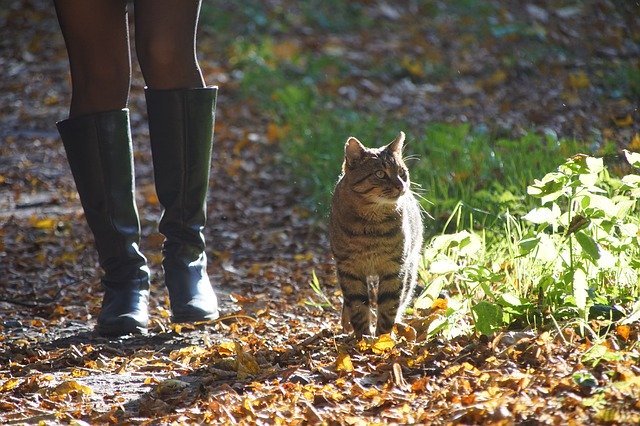 Descarga gratuita Cat Autumn Animal - foto o imagen gratuita para editar con el editor de imágenes en línea GIMP