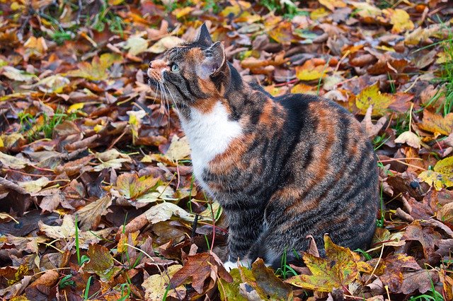 Free download Cat Autumn Leaves -  free free photo or picture to be edited with GIMP online image editor