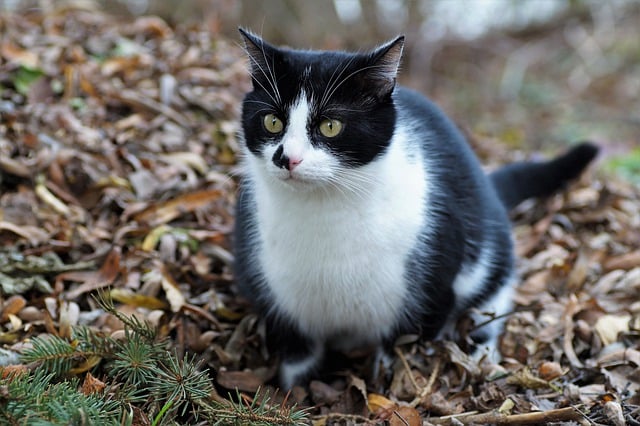Безкоштовно завантажте безкоштовне зображення кішка осінь домашня тварина кішка для редагування за допомогою безкоштовного онлайн-редактора зображень GIMP