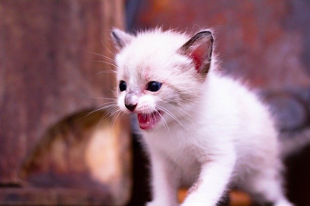 Free download Cat Baby Kitten -  free photo or picture to be edited with GIMP online image editor