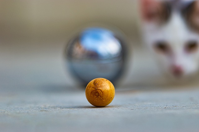 Free download cat ball kitten steel petanque free picture to be edited with GIMP free online image editor