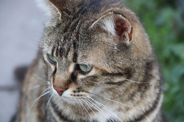 Kostenloser Download Cat Beautiful Animal - kostenloses Foto oder Bild zur Bearbeitung mit GIMP Online-Bildbearbeitung