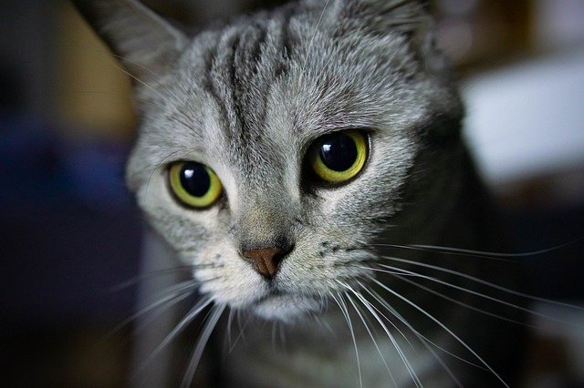 Muat turun percuma Cat Beauty Short Animal - foto atau gambar percuma untuk diedit dengan editor imej dalam talian GIMP
