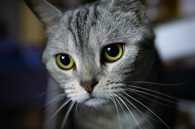Free download Cat Beauty Short Animal -  free photo or picture to be edited with GIMP online image editor
