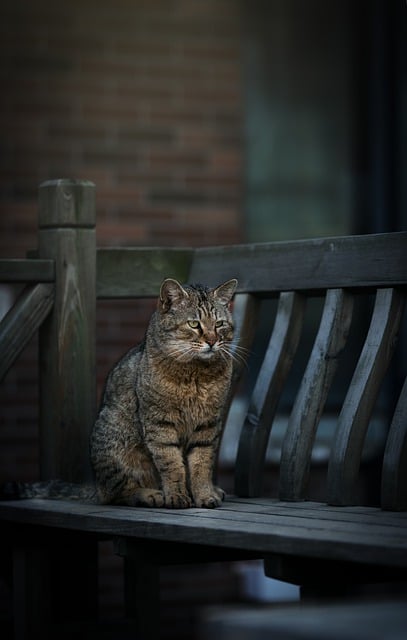 Free download cat bench feline stray wild free picture to be edited with GIMP free online image editor