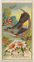 Free download Catbird, from the Birds of America series (N4) for Allen & Ginter Cigarettes Brands free photo or picture to be edited with GIMP online image editor