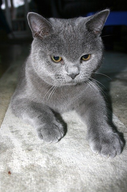 Free download Cat Bkh Pet -  free photo or picture to be edited with GIMP online image editor