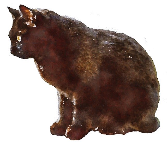 Gratis download Cat Black Animal - gratis foto of afbeelding om te bewerken met GIMP online afbeeldingseditor