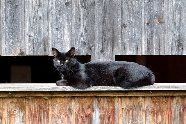 Free download Cat Black Animal Portrait -  free photo or picture to be edited with GIMP online image editor