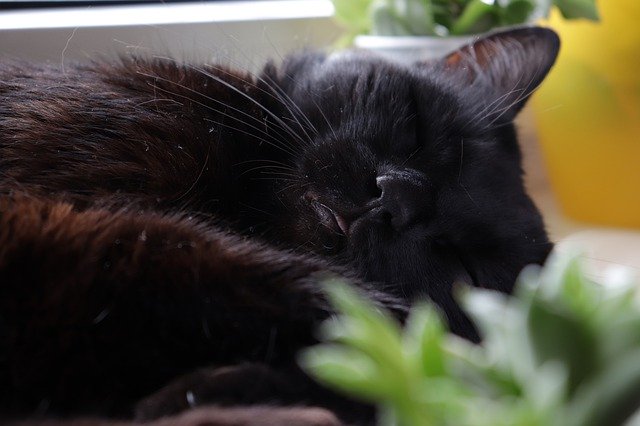 Gratis download Cat Black Animals - gratis foto of afbeelding om te bewerken met GIMP online afbeeldingseditor