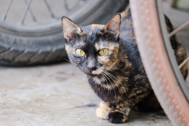 Free download cat black cat pet mammal animal free picture to be edited with GIMP free online image editor