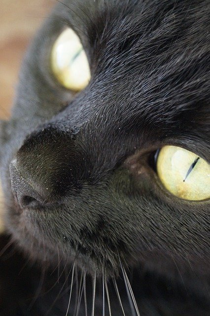 Template Photo Cat Black Eyes -  for OffiDocs