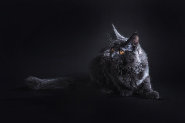 Free download cat black five pet maine coon cat free picture to be edited with GIMP free online image editor