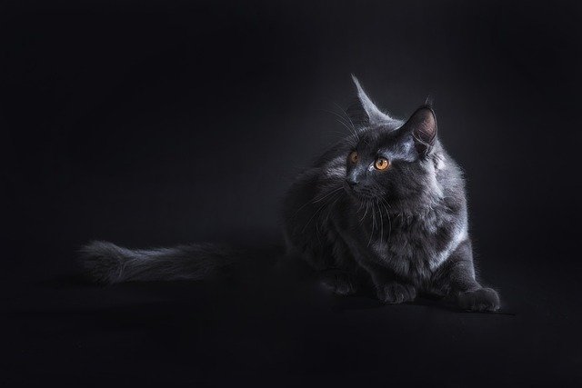 Descarcă gratuit cat black five animal de companie Maine Coon cat poza gratuită pentru a fi editată cu editorul de imagini online gratuit GIMP